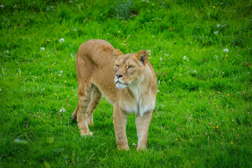 Image name DSC00632 the 3 image from the post A New Beginning for Rescued Lions at Yorkshire Wildlife Park in Yorkshire.com.