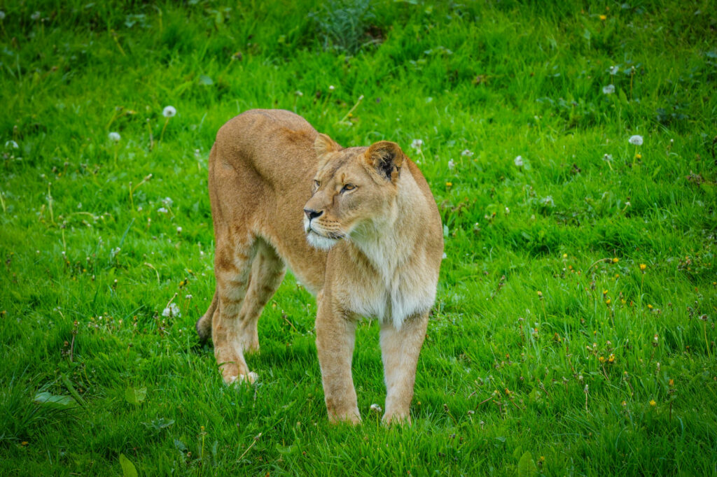 Image name DSC00633 the 4 image from the post A New Beginning for Rescued Lions at Yorkshire Wildlife Park in Yorkshire.com.