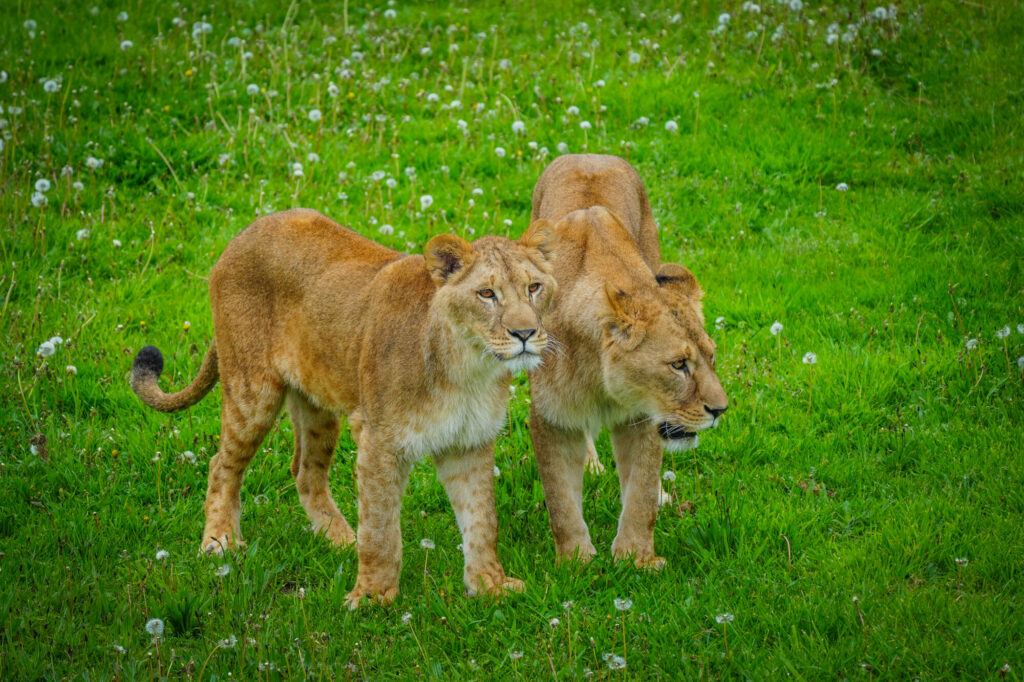 Image name DSC00651 the 9 image from the post A New Beginning for Rescued Lions at Yorkshire Wildlife Park in Yorkshire.com.