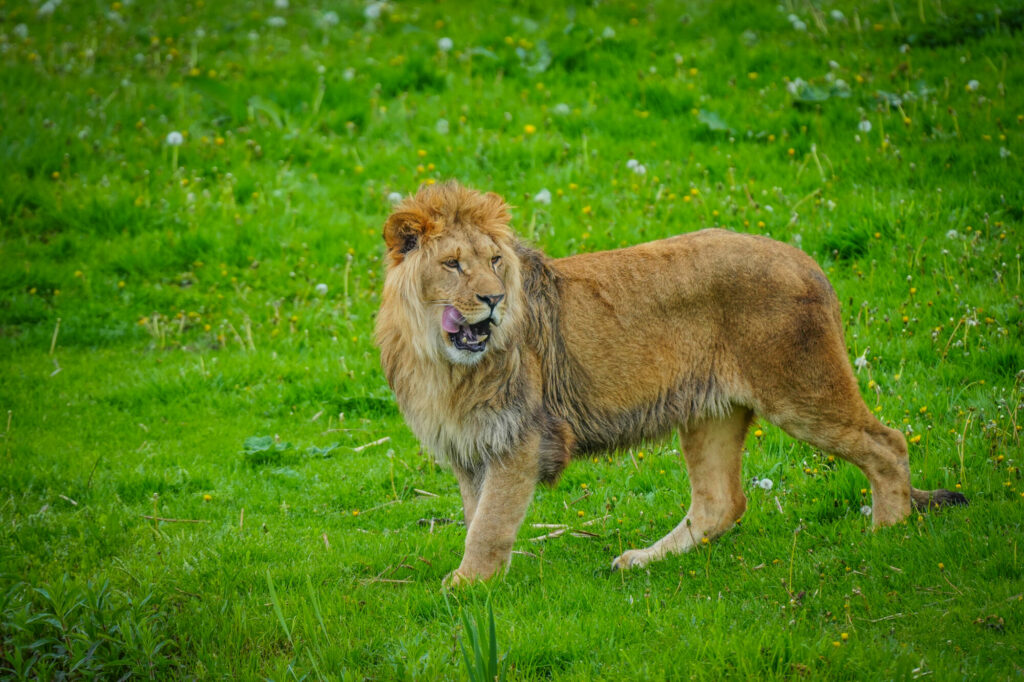 Image name DSC00665 the 10 image from the post A New Beginning for Rescued Lions at Yorkshire Wildlife Park in Yorkshire.com.