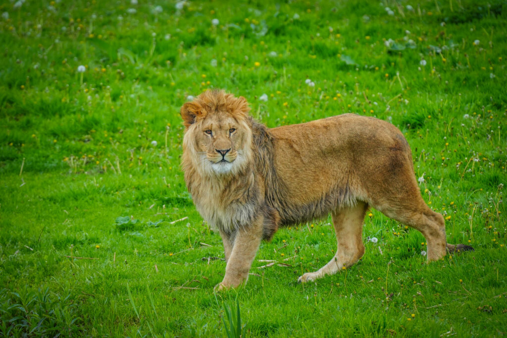 Image name DSC00666 the 11 image from the post A New Beginning for Rescued Lions at Yorkshire Wildlife Park in Yorkshire.com.