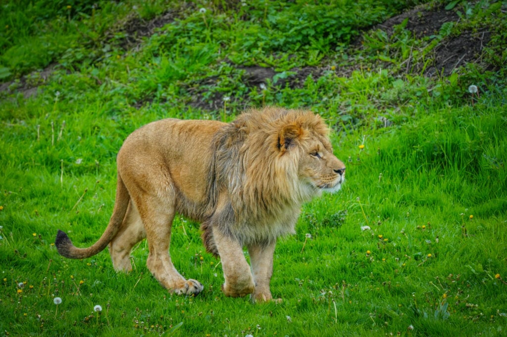 Image name DSC00677 the 14 image from the post A New Beginning for Rescued Lions at Yorkshire Wildlife Park in Yorkshire.com.