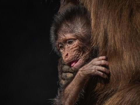 Gelada at Yorkshire Wildlife Park
