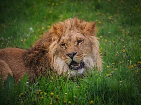 Lion at Yorkshire Wildlife Park