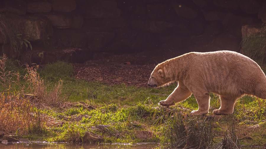 Polar bear at Yorkshire Wildlife Park