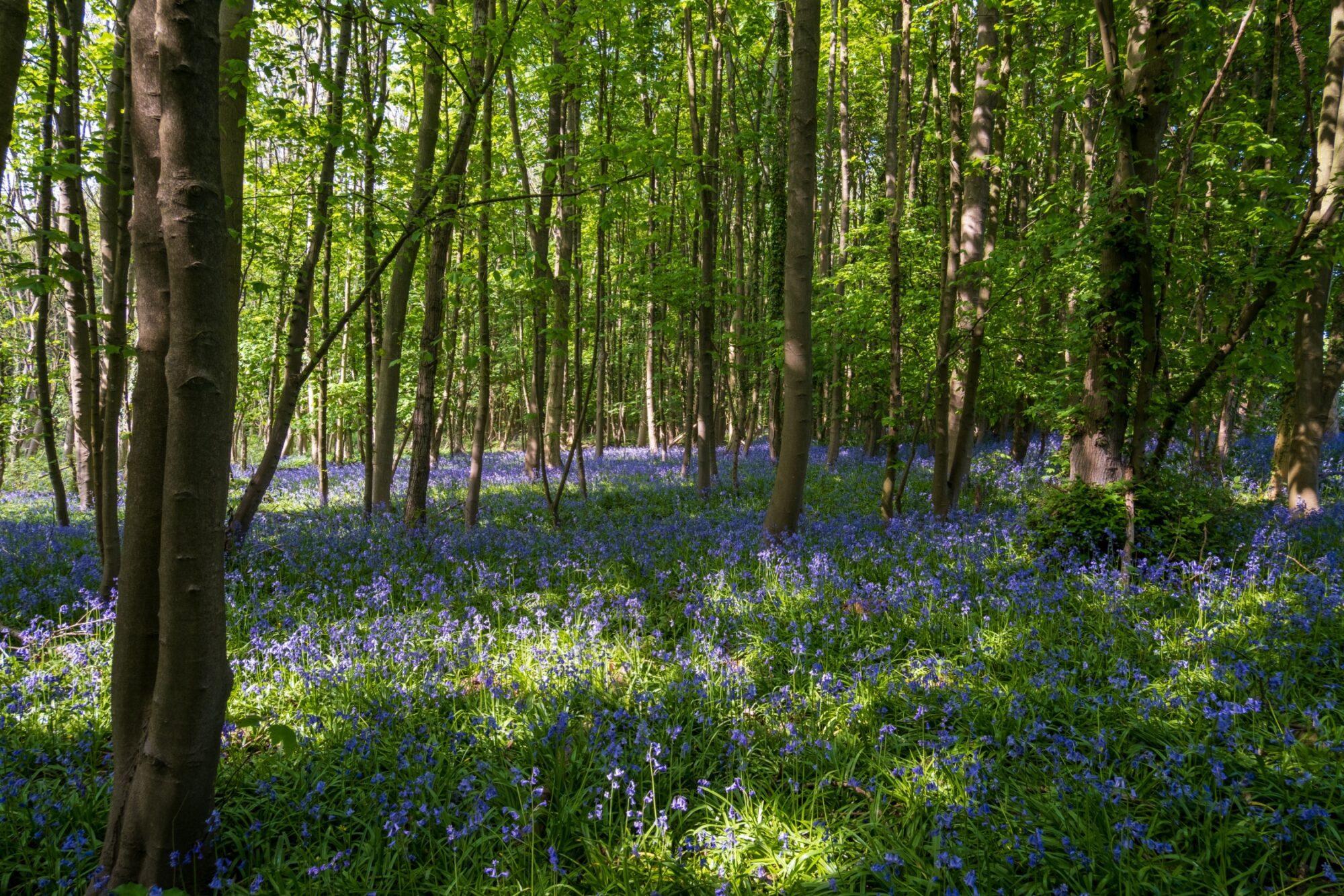 Image name weltondale bluebell woods hull yorkshire the 13 image from the post Walk: Weltondale in Yorkshire.com.