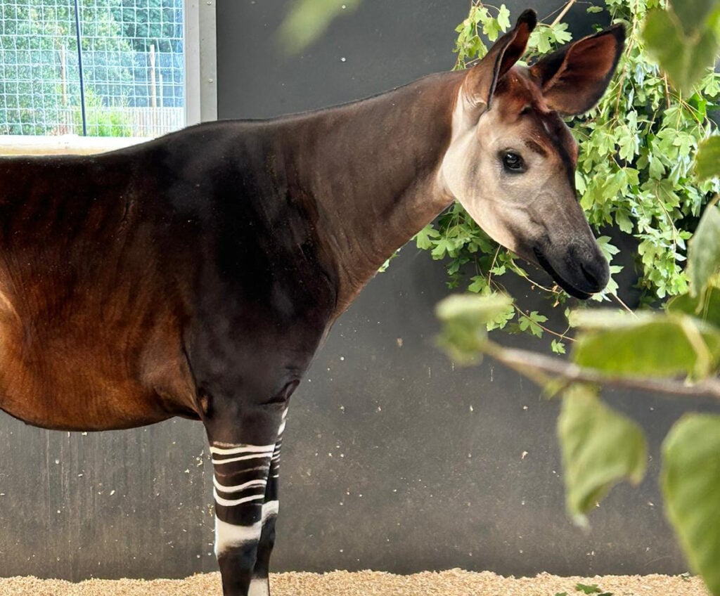 Newsletter: Friday 23rd August 2024 Post image 2 Image name okapi in yorkshire feeding the 2 image from the post Newsletter: Friday 23rd August 2024 in Yorkshire.com.