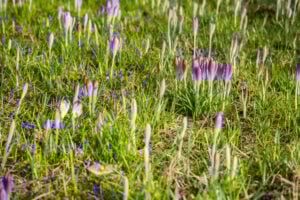 Image name crocus buds the 1 image from the post Driffield (Great Driffield) in Yorkshire.com.